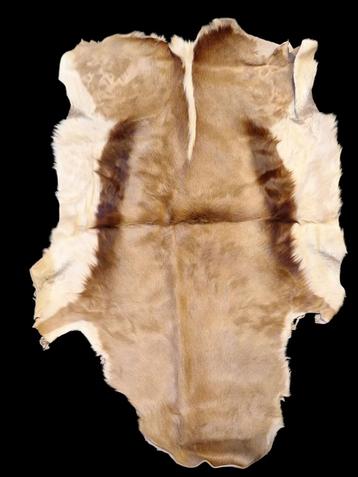 oud vel van een springbok, jaren 60-70 beschikbaar voor biedingen