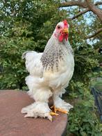 Tam haantje, Dieren en Toebehoren, Mannelijk, Kip