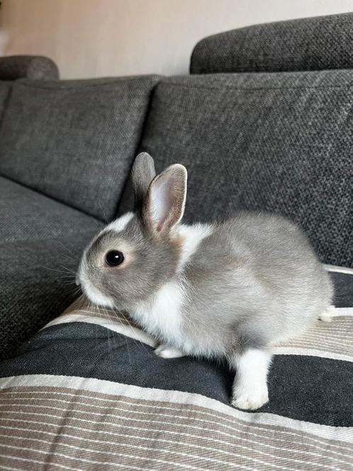 Te Koop: Lief Dwergkonijntje – Vrouwtje, 8 Weken Oud – €10, Dieren en Toebehoren, Konijnen, Dwerg, Vrouwelijk, 0 tot 2 jaar