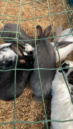Vlaamse reus, Dieren en Toebehoren