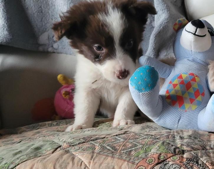 Border Collie pups groeien op in huiselijke sfeer met poezen, Dieren en Toebehoren, Honden | Herdershonden en Veedrijvers, Meerdere dieren