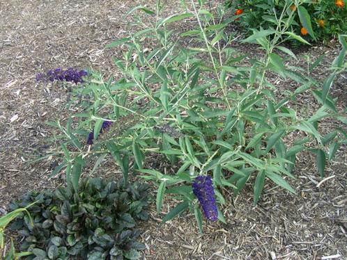 buddleja davidii royal red donker paars open is hij fuchsia, Jardin & Terrasse, Plantes | Arbustes & Haies, Arbuste, Arbuste aux papillons