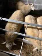 Schapenbokken te koop, Dieren en Toebehoren, Schapen, Geiten en Varkens