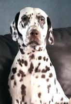 dalmatier, 3 à 5 ans, Particulier, Dalmatien, Chienne