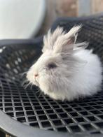 Teddy konijn, Dieren en Toebehoren, Konijnen