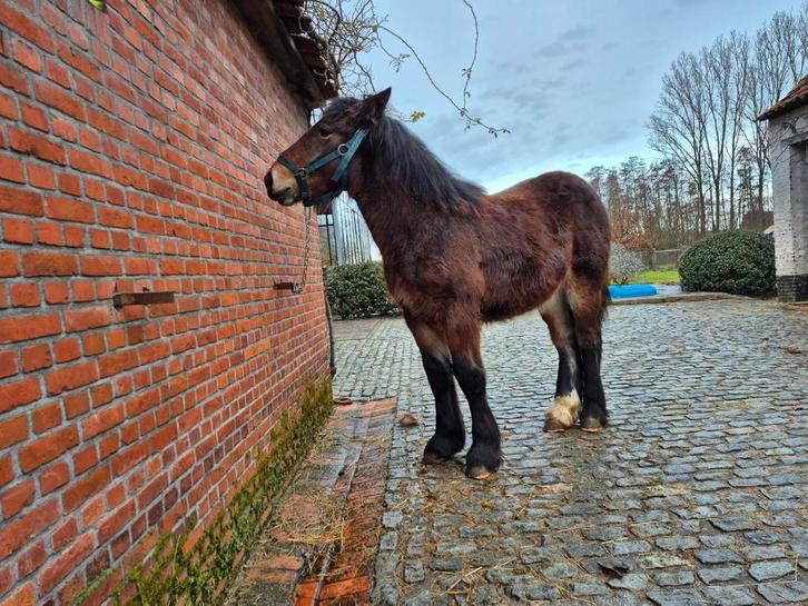 Ardenner trekpaard, Dieren en Toebehoren, Paarden, Hengst, 0 tot 2 jaar, Tuigpaard