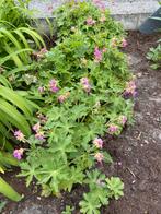 Gerranium macrorhizzum, Tuin en Terras, Planten | Tuinplanten, Ophalen, Halfschaduw