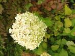 hortensia anna- bell, Tuin en Terras, Planten | Struiken en Hagen, Ophalen, Hortensia