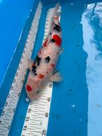 43 cm tanch sanke koi, Dieren en Toebehoren, Karper of Koi