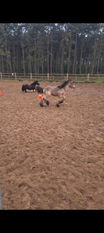 Trekpaard veulen, Dieren en Toebehoren, Paarden