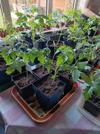 Tomatenplanten black cherry, Tuin en Terras, Planten | Tuinplanten, Ophalen of Verzenden