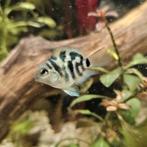 Cychlidé perroquet bleu polaire, Animaux & Accessoires, Poisson, Poisson d'eau douce