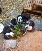 Lief hangoor konijntje, Dieren en Toebehoren, Dwerg, Hangoor