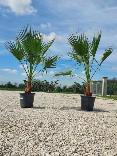 PRIX EXCEPTIONNEL de 69€ l’un ces sublimes palmiers washingt, Jardin & Terrasse, Plantes | Arbres, En pot, Enlèvement ou Envoi