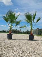 PRIX EXCEPTIONNEL de 69€ l’un ces sublimes palmiers washingt, In pot, Ophalen of Verzenden