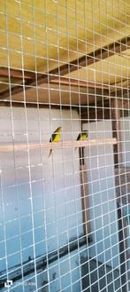 Elegant parkieten, Dieren en Toebehoren, Vogels | Parkieten en Papegaaien