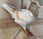 Jonge Sion duif, Pigeon voyageur, Sexe inconnu