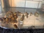 Ramhoornslakken voor aquarium, Dieren en Toebehoren, Vissen | Aquaria en Toebehoren, Ophalen, Nieuw, Overige typen
