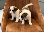 Jack russell pups ruwharig mini, Dieren en Toebehoren, België, Particulier, Jack Russell Terriër, 8 tot 15 weken