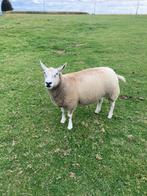 schapen, Dieren en Toebehoren, Vrouwelijk, Schaap, 0 tot 2 jaar