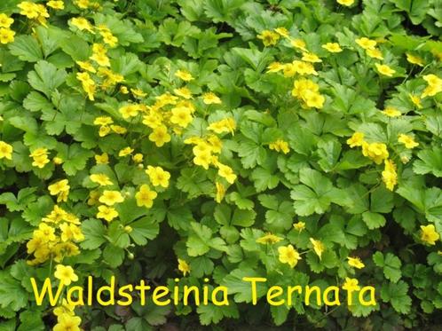 Waldsteinia Ternata of goudaarbei., Tuin en Terras, Planten | Tuinplanten, Vaste plant, Volle zon, Lente, Ophalen