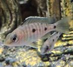 Copadichromis Mloto malawi cichliden, Dieren en Toebehoren, Vis, Zoetwatervis