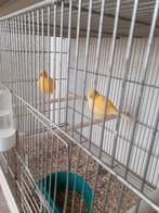 fife fancy kanaries, Dieren en Toebehoren, Vogels | Kanaries
