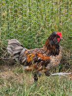 Jonge haantjes, Dieren en Toebehoren, Mannelijk, Kip
