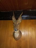 Taxidermie hertenkop, Verzamelen, Dierenverzamelingen, Ophalen, Zo goed als nieuw, Hert, Gewei of Kop