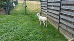 Wiltshire Horn  ooilam ZELFRUIEND RAS!, Dieren en Toebehoren, Schapen, Geiten en Varkens