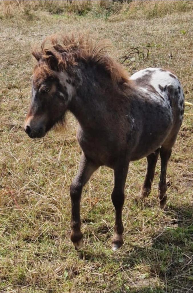 Appaloosa minipaard shet hengst panterbont stamboekpapieren, Dieren en Toebehoren, Pony's, Hengst