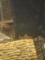 Mooie gezonde ancistrus albino en wildkleur pleco's