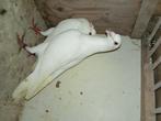 Stuk of 15 jong witte postduiven, Dieren en Toebehoren, Vogels | Duiven, Meerdere dieren, Postduif