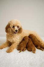 Toy poedel pups (dwergpoedel x toypoedel), Dieren en Toebehoren, Honden | Chihuahua's en Gezelschapshonden, Poedel, België, CDV (hondenziekte)