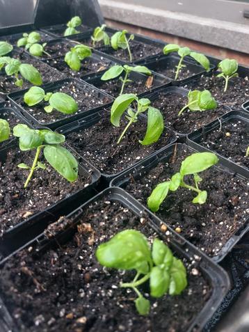 Basilicum 'Genovese' - p9 pot beschikbaar voor biedingen