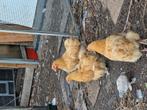 Orpington buff, Dieren en Toebehoren