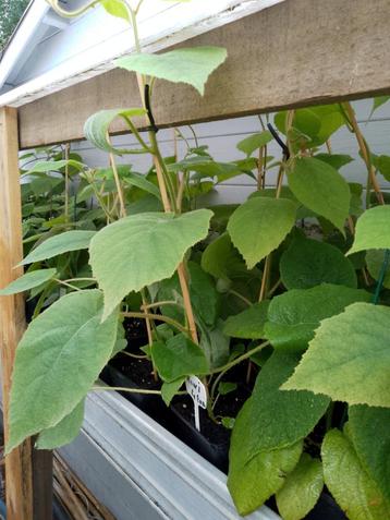 kiwi planten beschikbaar voor biedingen