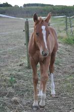 Hengst veulen Devil 2000 Z x comilfo plus Z, Dieren en Toebehoren, Paarden, Hengst, Z, Gechipt