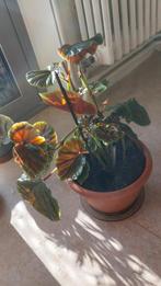 Een mooie plant, Tuin en Terras, Ophalen