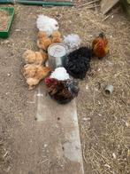 Cochin kriel koppel, Meerdere dieren, Kip