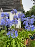 Prachtige Agapantus planten, En pot, 100 à 250 cm, Plein soleil, Autres espèces