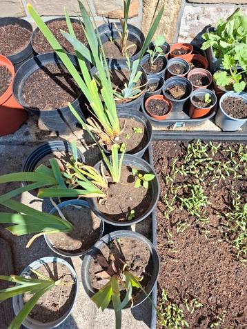 iris plant, Tuin en Terras, Planten | Tuinplanten, Ophalen