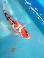 Japanse koi, Dieren en Toebehoren, Karper of Koi