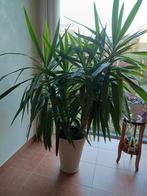 Yucca, Ophalen, Yucca