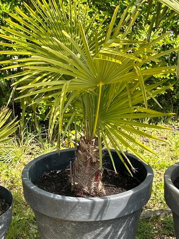 Palmboom Trachycarpus fortunei wintervast