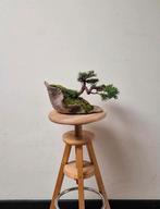 Prachtige Juniperus chinensis, veiling Italië, Bloeit niet, Minder dan 100 cm, Ophalen, Volle zon