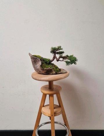 Prachtige Juniperus chinensis, veiling Italië beschikbaar voor biedingen