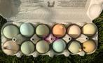 Broedeieren easter eggers olijfleggers kippen, Dieren en Toebehoren