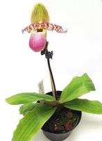 Paphiopedilum Pinocchio orchidee gezocht, Ophalen