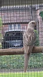 Rosella, Dieren en Toebehoren, Vrouwelijk, Parkiet, Geringd